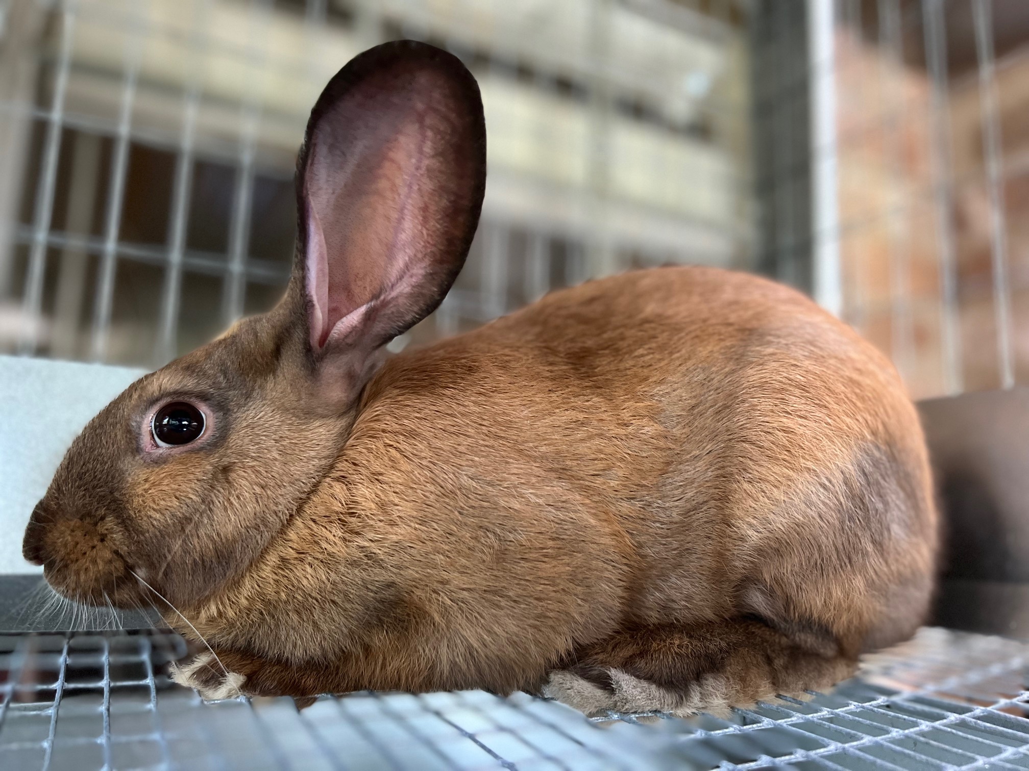 Current TAMUK Rabbits Available – East Texas Farm and Tree Nursery